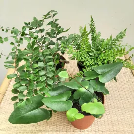 4" assorted fern