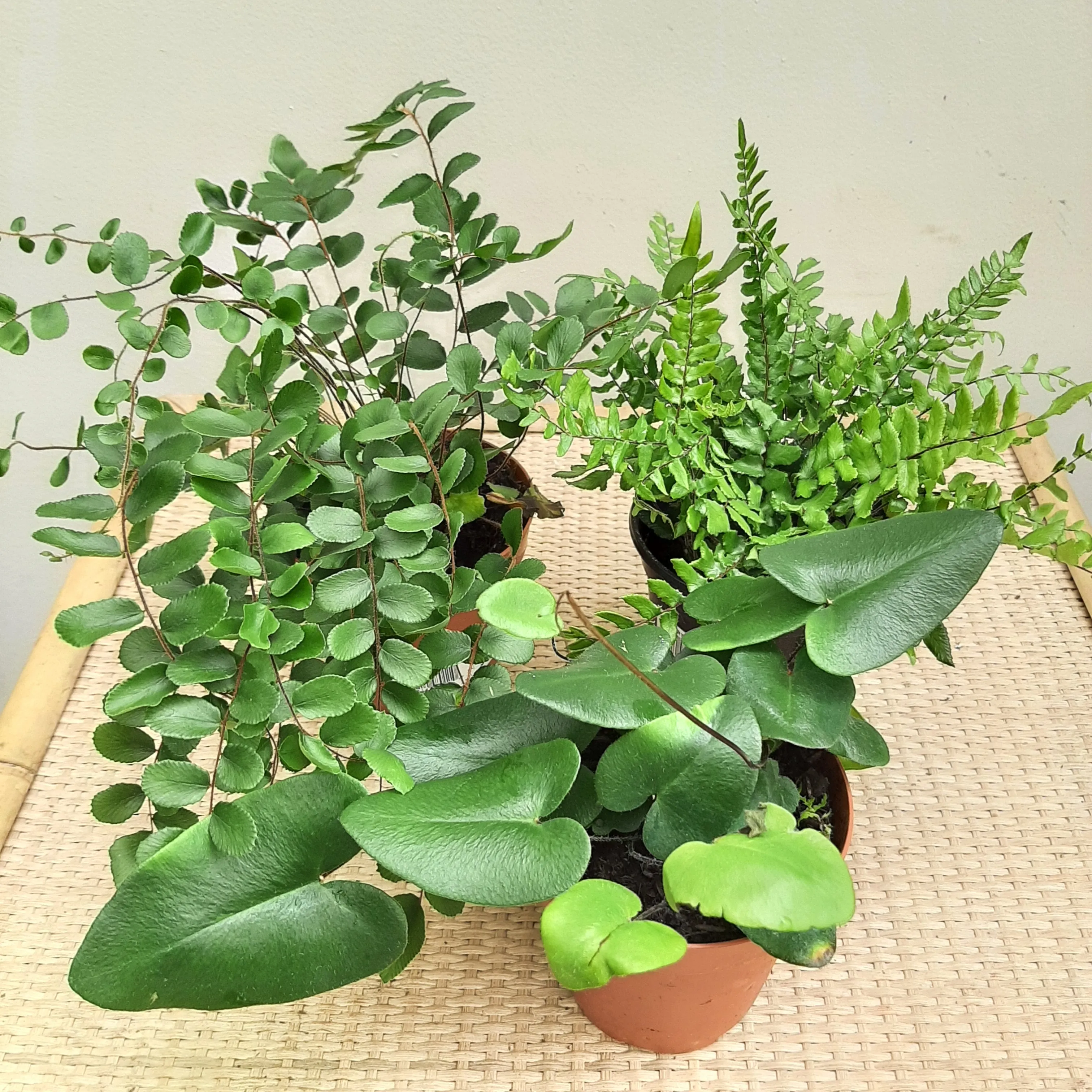 4" assorted fern