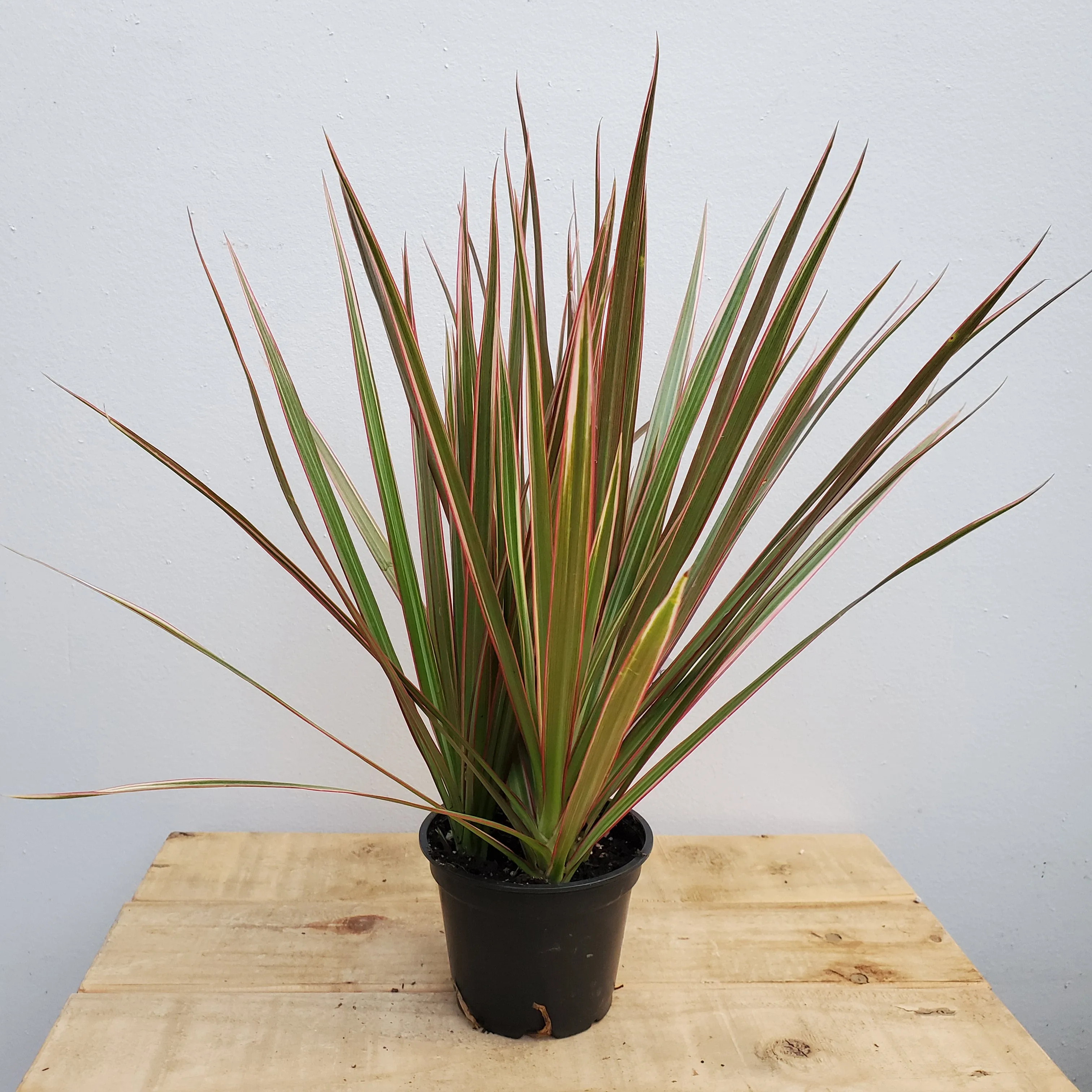 4" dracena marginata bicolor