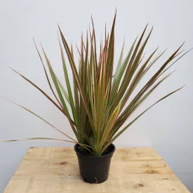 4" dracena marginata bicolor