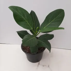 6" ficus audrey