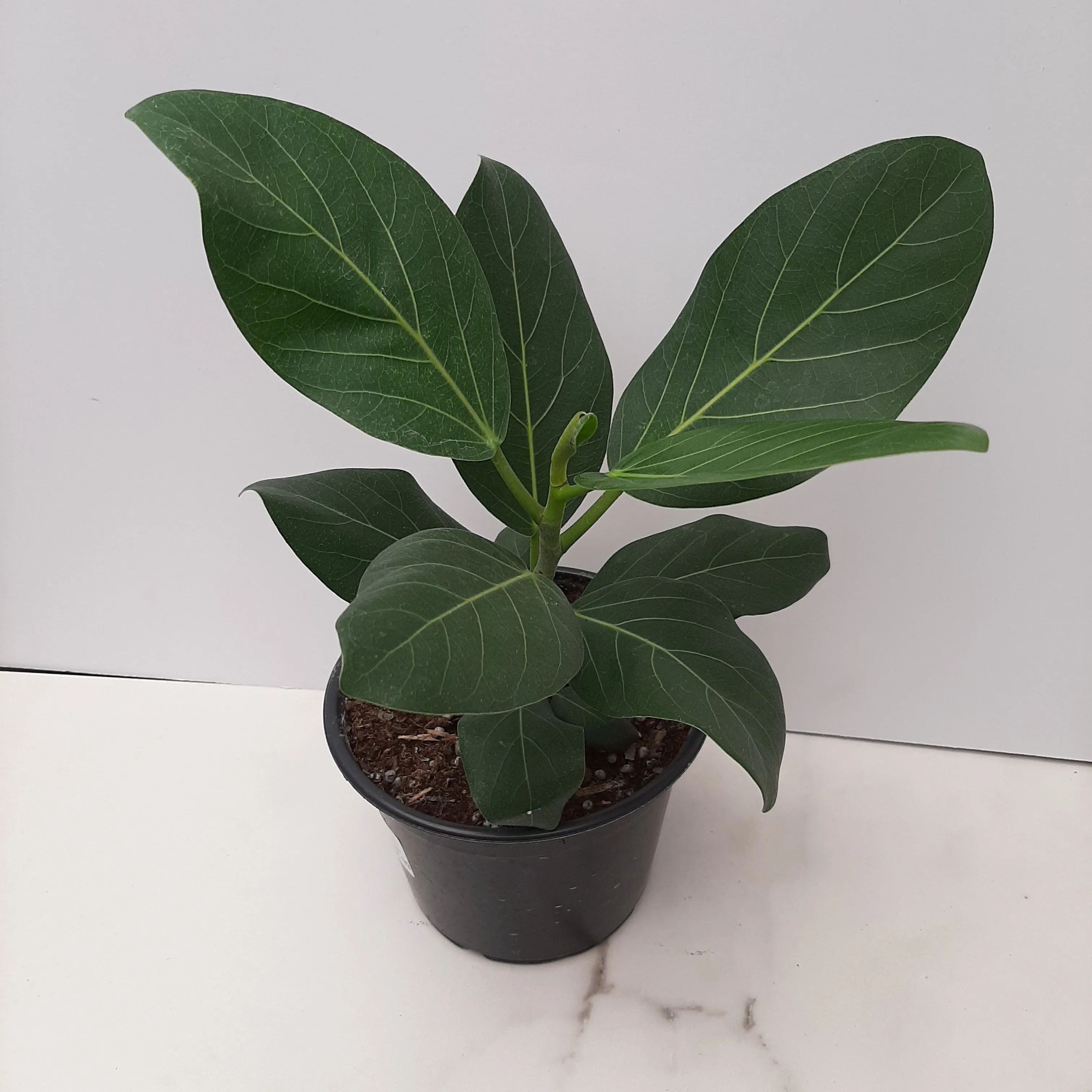 6" ficus audrey