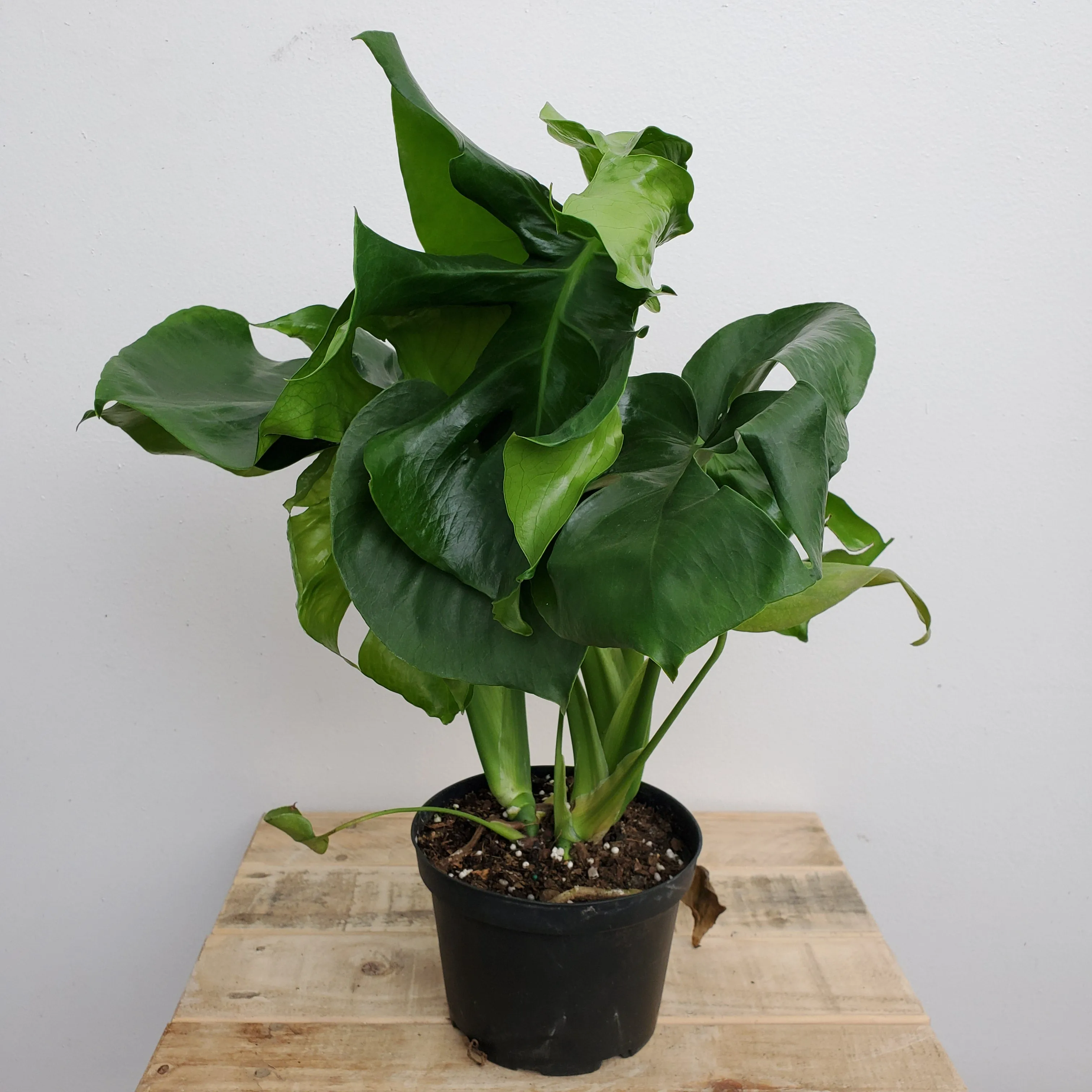 6" monstera deliciosa