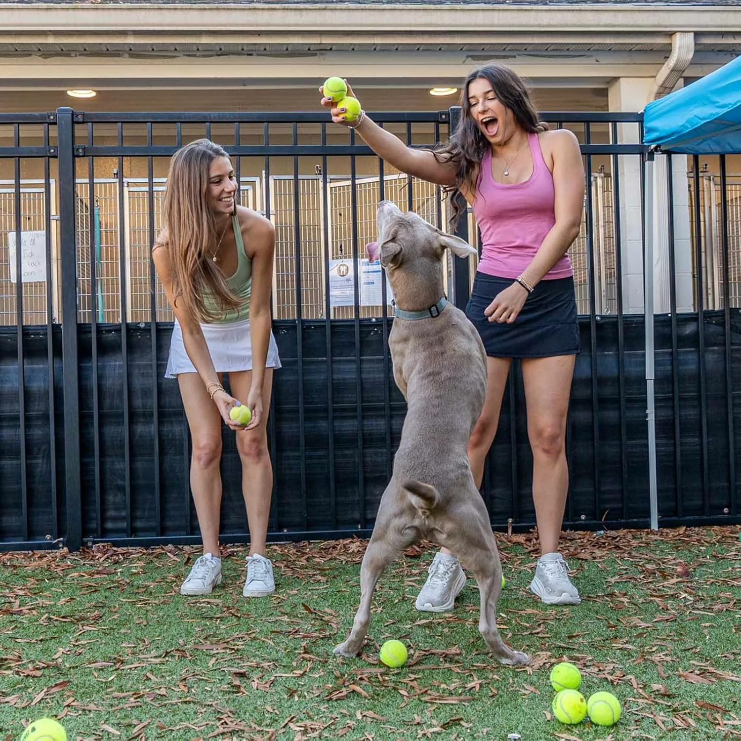 Bulk Tennis Balls for Beginner ?C 12 Pack High Elasticity Practice Tennis Balls with Mesh Bag, Suit for Pet Dog Training, Fetching